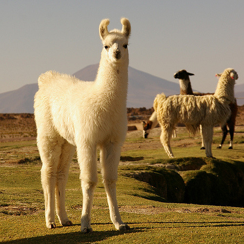 llama